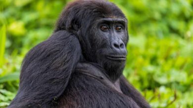 What went right this week: protecting the high seas, plus more