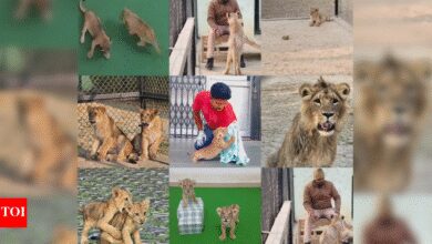 Hakuna Matata! Etawah Lion Safari caretakers raise ‘Simba cubs’ and hope: Abandoned by their mothers, five cubs are being ‘hand-reared’ by two caretakers | Lucknow News