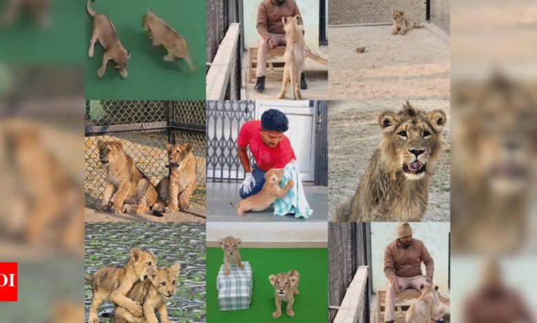 Hakuna Matata! Etawah Lion Safari caretakers raise ‘Simba cubs’ and hope: Abandoned by their mothers, five cubs are being ‘hand-reared’ by two caretakers | Lucknow News Hakuna Matata! Etawah Lion Safari caretakers raise ‘Simba cubs’ and hope: Abandoned by their mothers, five cubs are being ‘hand-reared’ by two caretakers | Lucknow News