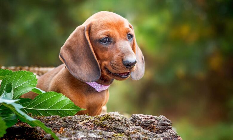 11 Unbelievable Facts About Dogs Who Defied the Odds