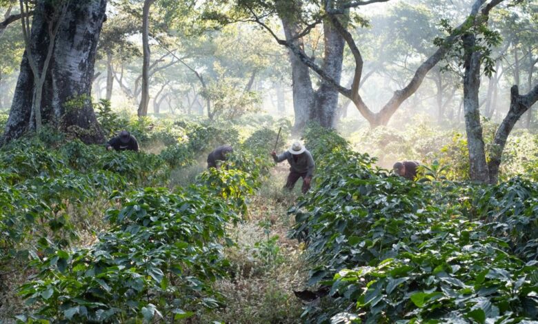 What Are Regenerative Food Systems? What Are Regenerative Food Systems?